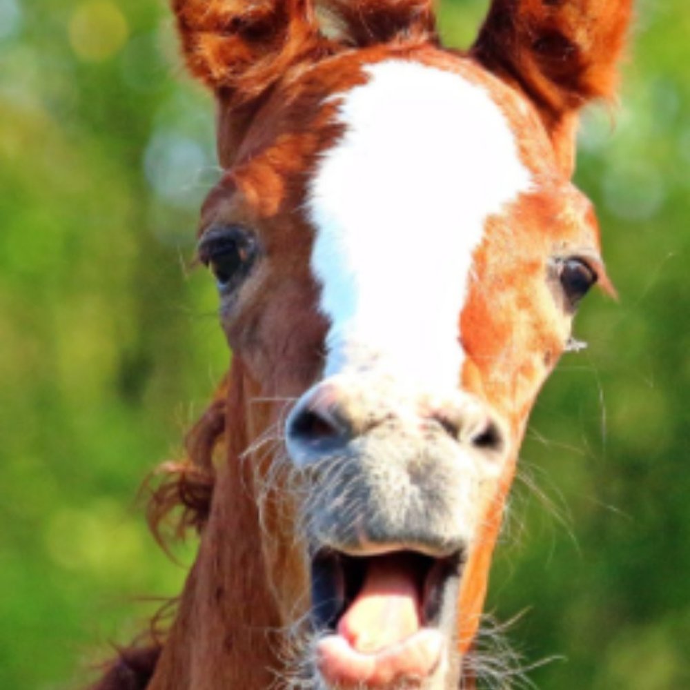 horse photos (just so u know u can screen shot these)